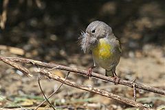 Lawrence's Goldfinch